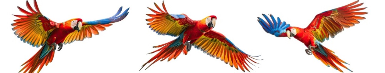 Fototapeta premium Collection of PNG. Parrot isolated on a transparent background.