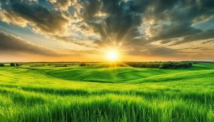 Abwaschbare Fototapete Grün a sunset over a green field  with the sun shining through the clouds and the sun shining through the leaves,  wind moving green grass, panoramic view, summer scenery