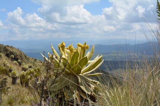 frailejon en paramo cumbal 