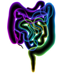 Illustration of the human colon and small intestine presented in the form of colored balloons that...