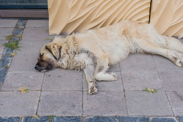 A large, furry dog sleeps deeply on a dirty pavement, appearing relaxed and peaceful