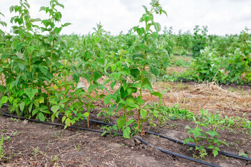 Fototapeta na wymiar Raspberry plantation with automatic watering on a fruit farm. Hoses with drip irrigation lie along the row with bushes