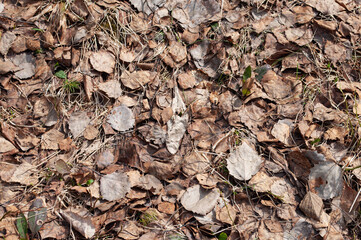 Old dry leaves on the ground