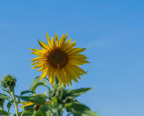 Eine aufgebl&uuml;hte Sonnenblume bei strahlend blauem Himmel