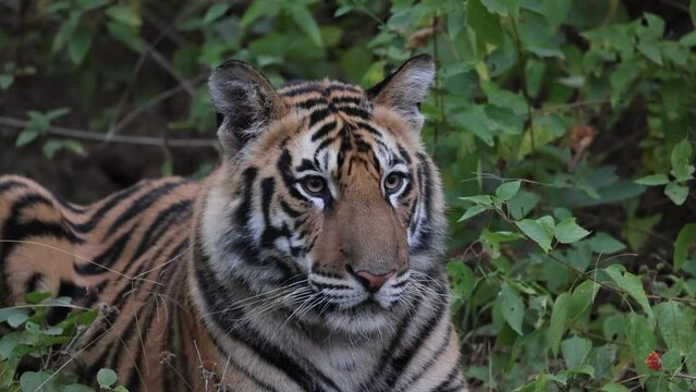 Royal Bengal Tiger, Panthera tigris, cub, tiger cub, portrait, tiger close-up, lantana, Bandhavgarh Tiger Reserve, Madhya Pradesh, India