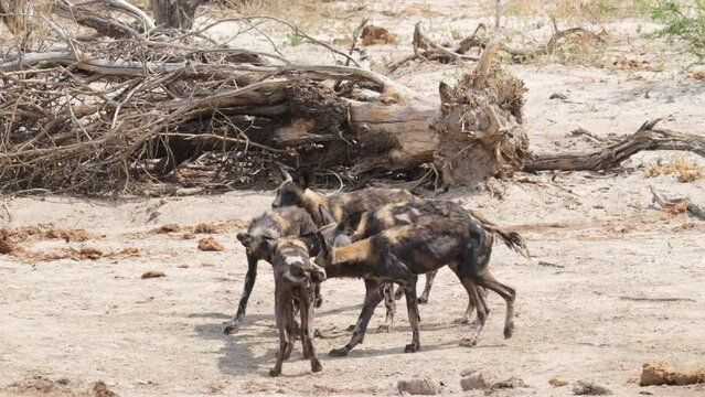 Pack Of African Wild Dogs Scrambling On A Piece Of Dirty Cloth. slow motion