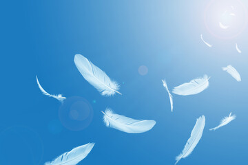 Abstract White Bird Feathers Floating in A Blue Sky. Softness of Feathers falling in Heavenly...
