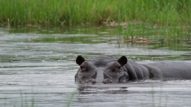 Closeup Of Hippopotamus Submerged In African River. slow motion