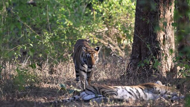 Royal Bengal Tiger, Panthera tigris, cub, walking, tiger cub and mother, sleeping tiger, Bandhavgarh Tiger Reserve, Madhya Pradesh, India