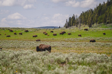 Herds of buffalo or bison grazing in the grasslands of Yellowstone National Park