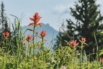 The Wyoming Indian paintbrush flower, growing along the Trout Lake Trail in Yellowstone National Park