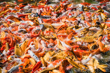 Japanese theme park Hinoki Land in Chai Prakan District, Chiang Mai, Thailand