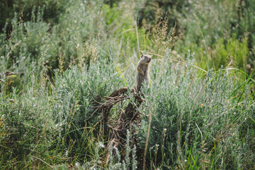 Uinta ground squirrel shouting in the Lamar Valley of Yellowstone National Park