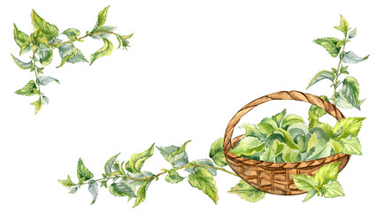 Obraz premium Frame with nettle medicine plant watercolor illustration isolated on white. Full straw basket with stinging herbal plants hand drawn. Design element for label, package, nettle product, apothecary