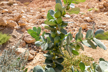 Lonely green small tree growing on a slope of the  mountains in the gorge Wadi Al Ghuwayr or An...