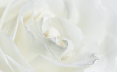 White rose flower petals. Abstract floral background. Soft focus.