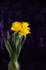 Signs of spring, fresh cut yellow daffodils in a vase against a dark purple velvet background
