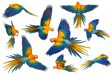 Set of Camelot Macaw parrots flying isolated on transparent background png file - obrazy, fototapety, plakaty