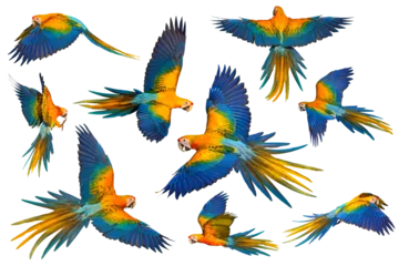 Zelfklevend Fotobehang Set of Camelot Macaw parrots flying isolated on transparent background png file © Passakorn