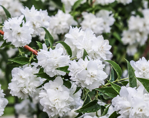 White terry jasmine flowers in the garden against blue sky