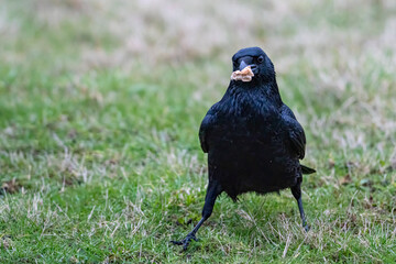 ein Rabe auf einer grünen Wiese mit Brot im Schnabel