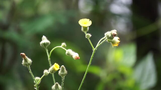 Sonchus asper (prickly sow-thistle, rough milk thistle, spiny sowthistle, dalgiyu). Traditionally used for the treatment of various ailments associated with liver, lungs and kidneys