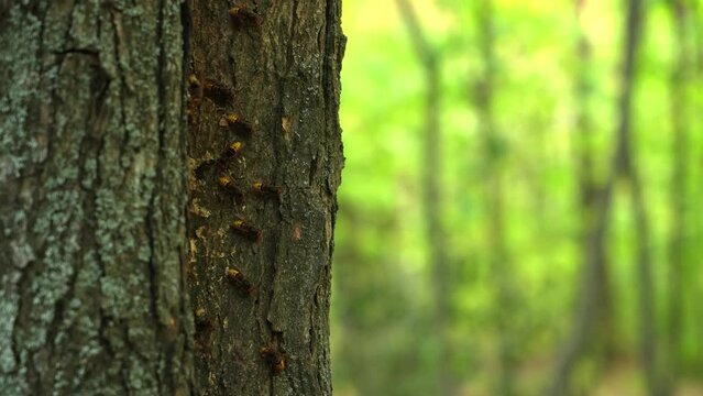 European hornet (Vespa crabro) A group of hornets flying near their nest. Video