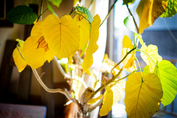 ウンベラータの葉が黄色くなる