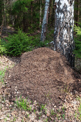 Big ant hill at birch tree in forest