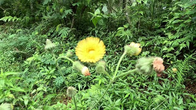 Sonchus asper (prickly sow-thistle, rough milk thistle, spiny sowthistle, dalgiyu). Traditionally used for the treatment of various ailments associated with liver, lungs and kidneys