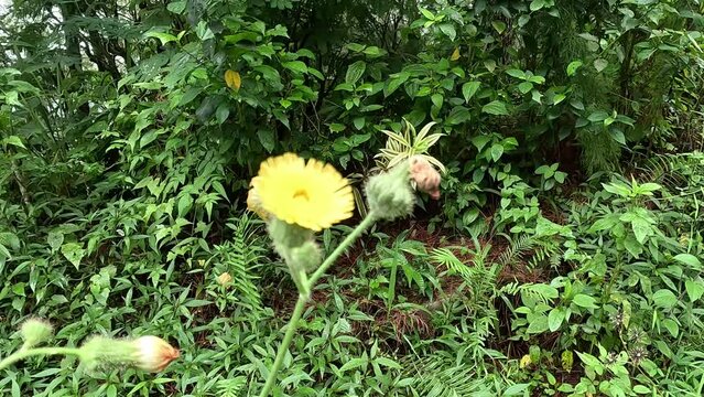 Sonchus asper (prickly sow-thistle, rough milk thistle, spiny sowthistle, dalgiyu). Traditionally used for the treatment of various ailments associated with liver, lungs and kidneys
