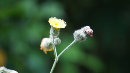 Sonchus asper (prickly sow-thistle, rough milk thistle, spiny sowthistle, dalgiyu). Traditionally used for the treatment of various ailments associated with liver, lungs and kidneys