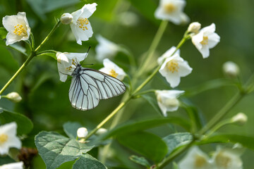 A white butterfly on white flowers in close-up.