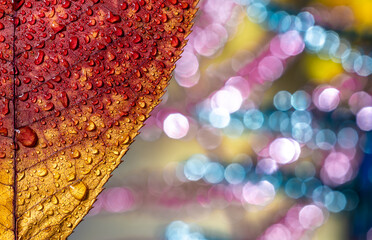 Yellow autumn leaf with drops of water on a colored background.