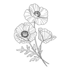 Sketch of flower botany collection. Drawings of poppy flowers. Black and white drawing with line art on a white background. Hand drawn botanical illustrations.