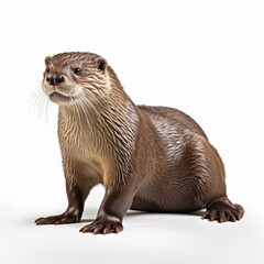 Photo of otter isolated on white background