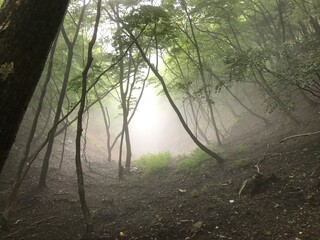 霧が漂う森