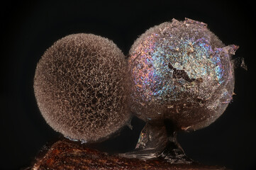 Lamproderma pulveratum, a nivicolous slime mold from Finland, microscope image of sporocarps