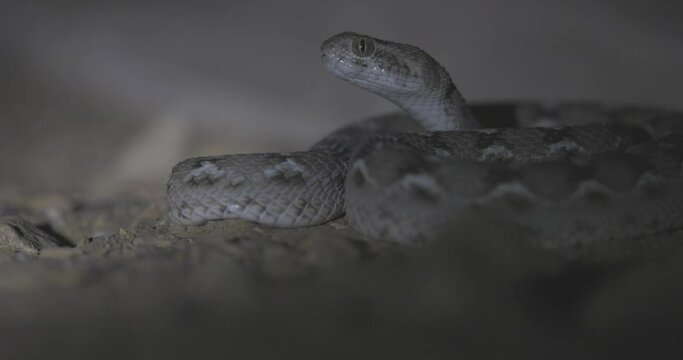 Sochurek's Saw-scaled Viper, Echis carinatus sochureki, snake, desert snake, reptile, nocturnal animal, venomous snake, poisonous snake, Sam Desert, Rajasthan, India