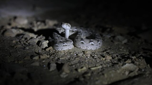 Sochurek's Saw-scaled Viper, Echis carinatus sochureki, snake, reptile, night animal, nocturnal animal, Sam Desert, Rajasthan, India