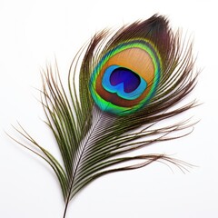 Photo of Peacock feather isolated on white background