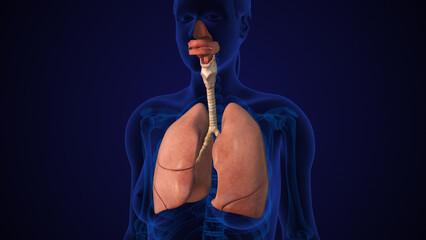 Human Lung Respiratory System With Trachea