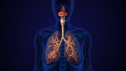 Human Lung Respiratory System With Trachea - obrazy, fototapety, plakaty