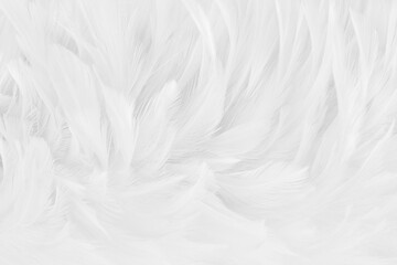 Beautiful white grey bird feathers pattern texture background.