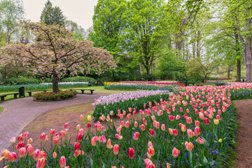 Tulip flower bulb field in garden, spring season in Lisse near Amsterdam Netherlands - 729808080