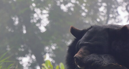 close up view of a endangered asiatic black bear (ursus thibetanus) in the wild, singalila forest, west bengal in india