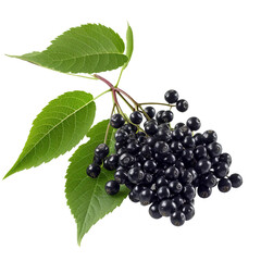 Elderberry, transparent background, isolated image, generative AI