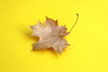 Autumn maple leaf lies on a yellow background.	