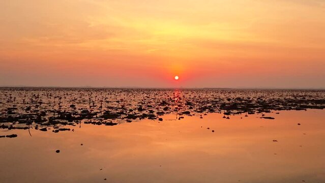 The Sea of red lotus, Lake Nong Harn, Udon Thani, Thailand,