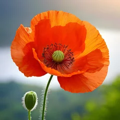 Zelfklevend Fotobehang poppy flower in the field © Duy